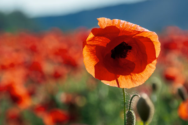 Close up of a red Flanders poppy in a field of poppies 