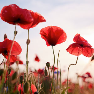 Red poppies growing in a meadow